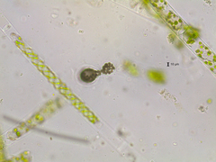 Microcystis wesenbergii