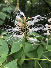 Aesculus parviflora