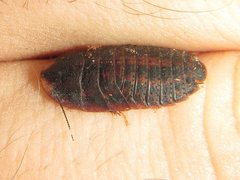 Neolaxta mackerrasae