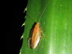 Megamareta phaneropyga