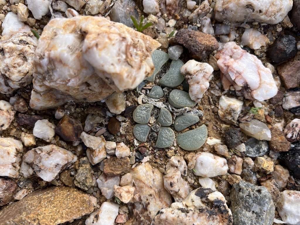 Lithops divergens, West Coast, ZA-WC, ZA