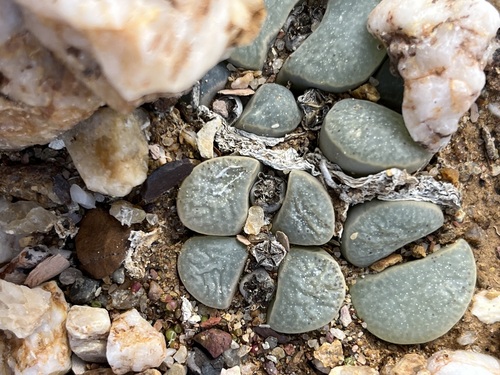 Lithops divergens L. Bolus 3