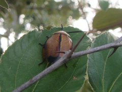 Ellipsidion amplum