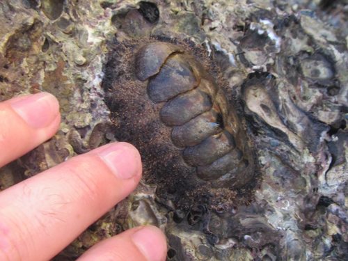 Jewelled Chiton