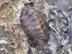 Acanthopleura gemmata