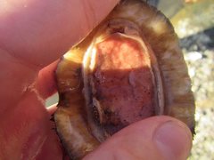 Acanthopleura gemmata