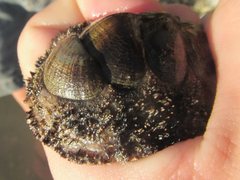 Acanthopleura gemmata