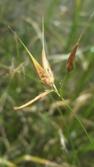 Rhynchospora inundata