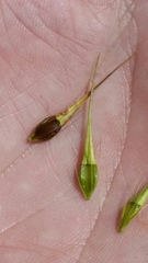 Rhynchospora inundata