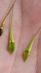 Rhynchospora inundata