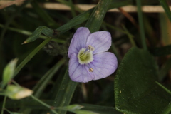 Veronica aphylla