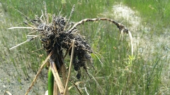 Rhynchospora inundata