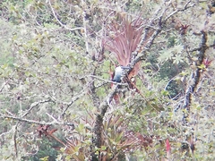 Andigena nigrirostris