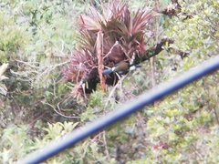 Andigena nigrirostris