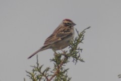 Chondestes grammacus strigatus