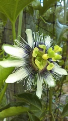 Passiflora