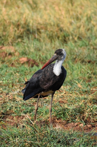 African Woolly-necked Stork (Ciconia microscelis), photo 7
