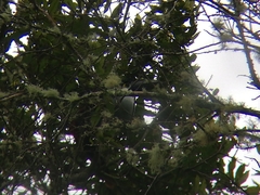 Andigena nigrirostris