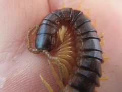 Ethmostigmus rubripes