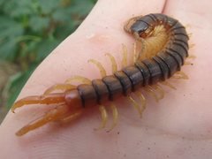 Ethmostigmus rubripes