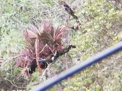 Andigena nigrirostris