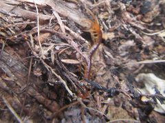 Ethmostigmus rubripes