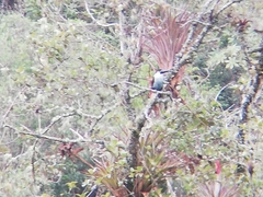 Andigena nigrirostris