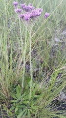 Carphephorus carnosus