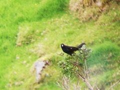Cacicus chrysonotus