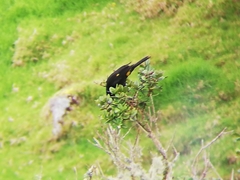 Cacicus chrysonotus