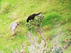 Cacicus chrysonotus