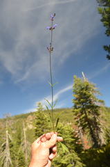 Penstemon heterodoxus