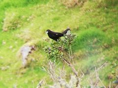 Cacicus chrysonotus