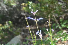 Penstemon heterodoxus