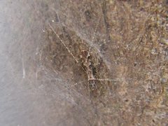 Empicoris scabraventris