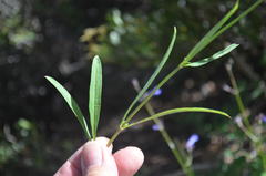 Penstemon heterodoxus