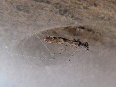 Empicoris scabraventris