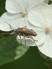 Chauliognathus marginatus