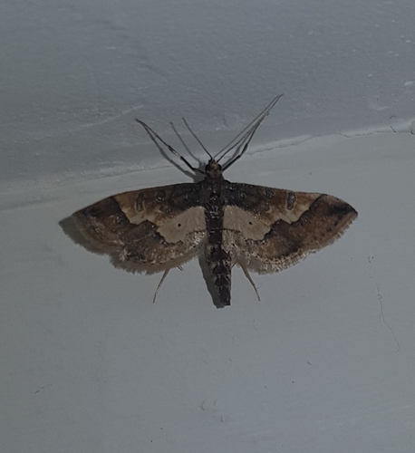 Hydriris ornatalis