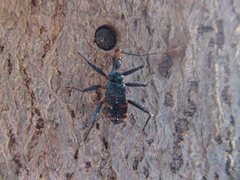 Havinthus rufovarius