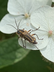 Chauliognathus marginatus