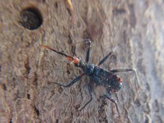 Havinthus rufovarius