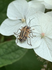 Chauliognathus marginatus