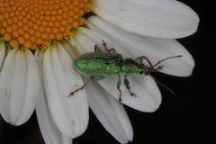 Phyllobius arborator