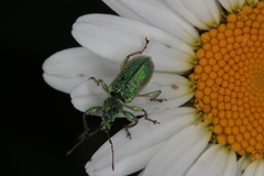 Phyllobius arborator