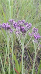 Carphephorus carnosus