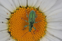 Phyllobius arborator