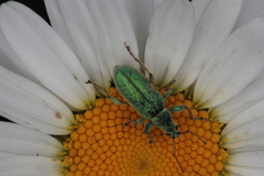 Phyllobius arborator