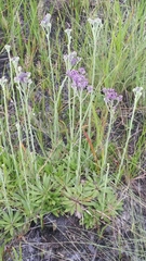 Carphephorus carnosus