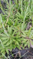 Carphephorus carnosus